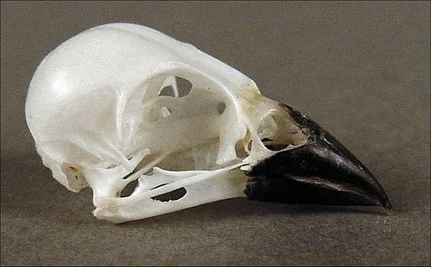 Passer domesticus (House Sparrow) – skullsite Skull Side View, Crow Witch, Runes Stones, Bird Skulls, Carrion Crow, Witch Heart, Animal Skeleton, Skull Reference, Oddities And Curiosities