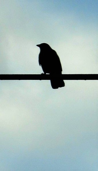 Crow on a wire. Crow On A Wire, Crow Art, Wild Life, Crows, Arts And Crafts, Tattoos, Animals, Art