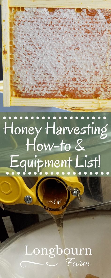 Get an informative and handy list of honey harvesting equipment as well as a how-to guide, perfect for the first time bee-keeper! Honey Harvesting, Honey Bee Farming, Honey Bees Keeping, Harvesting Honey, Bee Hive Plans, Backyard Bee, Beekeeping For Beginners, Bee Friendly Garden, Raising Bees