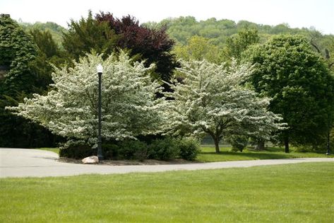 Crataegus viridis 'Winter King' Winter King Hawthorn on PlantPlaces.com Winter King, Hawthorn Tree, Spring Yellow, Border Plants, Clay Soil, Native Garden, Landscaping Plants, Trees And Shrubs, Red Berries