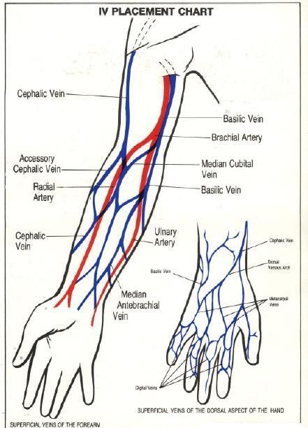 iv placement chart Iv Start, Tattoo Arm Placement, Paramedic Study, Iv Insertion, Er Nursing, Paramedic School, Physical Therapy Assistant, Super Tattoo, Medical Animation