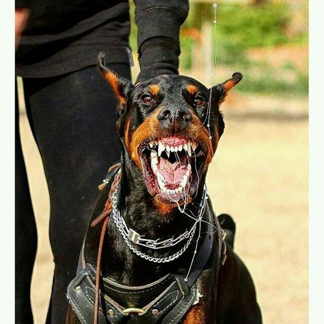 Doberman Pinscher, Doberman, A Dog, Instagram Photo, Instagram, Black