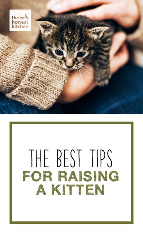 Raising A Kitten, How To Raise A Kitten, Caring For Kittens, How To Tame A Wild Kitten, Tips For New Kitten Owners, Pet Care Printables, Orphaned Kitten Care, Raising Kittens, Volunteer Work