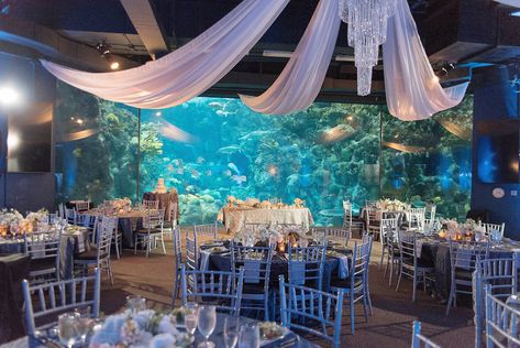 Under the Sea Fish Tank Wedding with Chivari Chairs and Ceiling Draping | Unique Tampa Bay Wedding Reception| Florida Wedding Venue| Unique Downtown Tampa Wedding Venue the Florida Aquarium | Photo by Tampa Bay Wedding Photographer Kristen Marie Photography Wedding Venues Florida, Underwater Wedding, Florida Aquarium, Chivari Chairs, Blue Green Wedding, Tampa Wedding Venue, Aquarium Wedding, Ceiling Draping, Sea Wedding