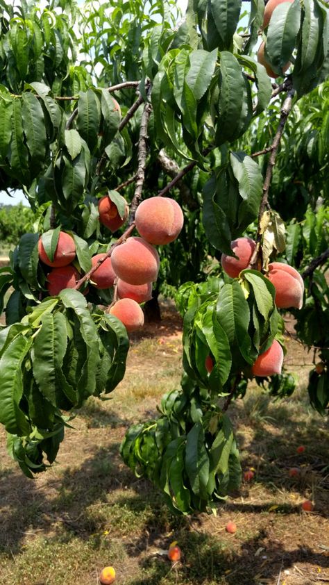 Peach Tree Branch at Gregg Farms Peach Orchard Fruit Orchard, Peach Farm, Peach Tree, Peach Tree Diseases, Peach Blossom Tree, Peach Orchard, Potted Fruit Trees, Growing Fruit Trees, Peach Fruit