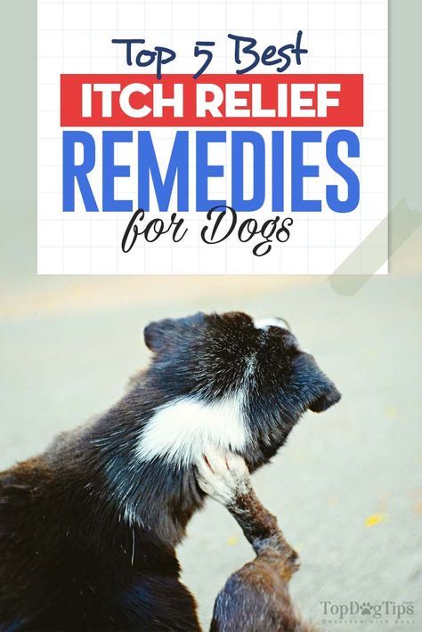 There are few things more frustrating for a pet owner than watching their dog scratching incessantly. You can tell that your dog is itchy and uncomfortable, but what can you do about it? The best itch relief for dogs can treat a variety of conditions that may cause dry, itchy skin in dogs. Dog Dry Skin Remedy, Anti Itch For Dogs, Dog Itchy Skin Remedy, Itch Relief For Dogs, Itchy Dog Remedies, Dog Allergies Remedies, Itch Relief Skin, Dog Itching Remedies, Itchy Dog Skin