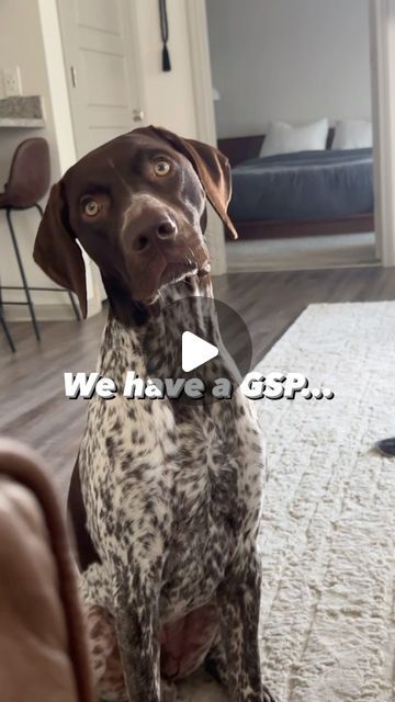 Bodi Van Sumeren on Instagram: "Of course they’re the best breed to ever run this earth. • • • #gsp #gspofinstagram #gspcommunity #gspoftheday #gsplove #gspdog #gspdaily #gsppuppy #gspworld #gsplovers #gspsofinstagram #gspofig #gspuniverse #gsp_corner #germanshorthairedpointersrule #germanwiredhairedpointer #germanshorthairedpointerlife #pointerdog #pointerpuppy #birddog #dogsofinstagram" Gbgv Dog, Funny Gsp Quotes, Funny Gsp Dogs, German Short Hair Pointer, Gsp Puppies, Gsp Dogs, Pointer Puppies, Pointer Dog, Bird Dogs