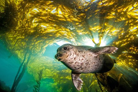 https://flic.kr/p/mh79Ng | seal3Jan11-14 | Early January had amazing diving conditions and the harbor seals were very interactive. This time, I came prepared with the WA lens. Weedy Sea Dragon, Harbor Seal, Kelp Forest, Marine Ecosystem, A Seal, Ocean Conservation, Sun Art, Nature Conservation, Marine Animals