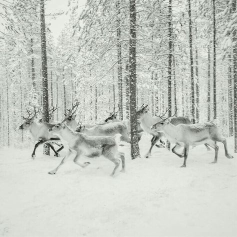 Winter Kingdom Aesthetic, Winter Court Aesthetic, Winter Court Acotar, Reindeer Aesthetic, Snow Day Aesthetic, Finland Reindeer, Winter Kingdom, Winter Court, Rovaniemi Finland