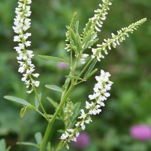 Baddie Tops, Workout Recipes, Bee Friendly Flowers, Clover Plant, Sweet Clover, Clover Seed, White Clover, White Blossom, Clover Flower