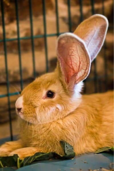 American Fuzzy Lop, English Lop, French Lop, English Angora, All About Rabbits, Rabbit Breeds, Mini Lop, Buck And Doe, Holland Lop