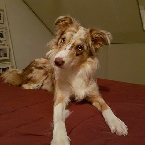 Border Collie Border Collie Merle, Red Merle Border Collie, Red Border Collie, Puppy Mom, Cute Dogs Images, Aussie Puppies, Scary Dogs, Emotional Support Dog, Australian Shepherds