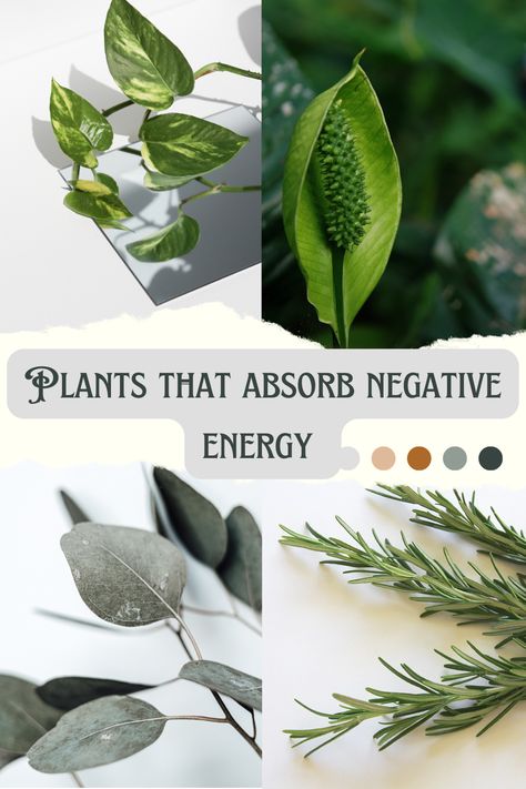 15 Plants That Absorb Negative Energy And Radiate Positivity Cleanse Home Of Negative Energy, How To Remove Negative Energy From Home, Plants For Protection, Remove Negative Energy Home, Plants For Positive Energy, Absorbing Energy, Negative Energy Cleanse, Negative Person, Shadow Plants