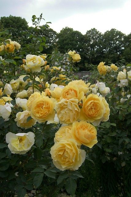 Yellow Roses Aesthetic, Yellow Flowers Garden, Yellow Rose Garden, Mottisfont Abbey, Yellow And White Flowers, Yellow Plants, Yellow Garden, Rose Seeds, Garden Design Layout