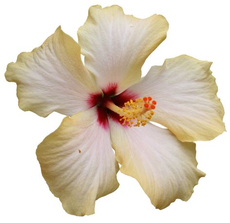 White Hibiscus, Flower Icons, Nothing But Flowers, Flower Therapy, Natural Forms, Lily Flower, Hibiscus Flowers, Png Download, My Flower