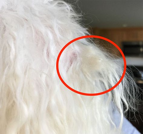 Why Your Dog's Coat Gets Matted — and What You Can Do About It Matted Dog Hair, Maltese Dogs Haircuts, Maltipoo Haircuts, Dog Grooming Diy, Yorkie Hairstyles, Morkie Dogs, Poodle Cuts, Matted Hair, Dog Grooming Tips