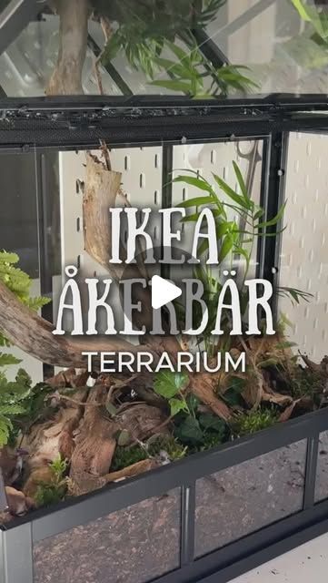 Ikea Terrarium, Terrarium