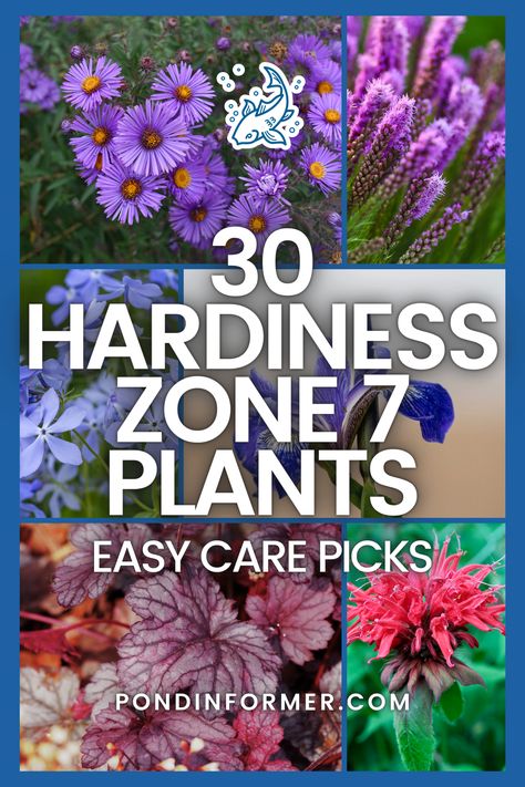 Create a lush, vibrant landscape with our selection of 30 easy-care plants for hardiness zone 7! From the fragrant blossoms of aromatic aster to the cheerful blooms of orange coneflower, these plants provide effortless charm and color.  #Zone7Gardening #EasyCarePlants #HardyPlants #EasyCare #Garden #Gardening #HardinessZone7 #GardeningTips #PlantFavorites #Zone7Flora #Zone7 #GardenDesign #GardeningGuide #PlantGuide #LowMaintenanceGarden #EasyCareGarden #PondInformer Zone 7 Flower Beds, Zone 7 Shade Perennials, Zone 7 Garden Plan, Zone 7 Landscaping Ideas, Plants For Zone 7 Landscapes, Zone 7 Perennials Garden Ideas, Zone 7 Flower Garden, Zone 7a Landscaping, Zone 7 Landscaping Front Yards