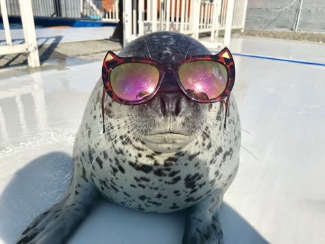 Silly Sea Creatures, Silly Seal, Silly Sharks, Silly Animal Pictures, Zebra Shark, Black And White Animals, Pit Vipers, Animals In Clothes, Harp Seal