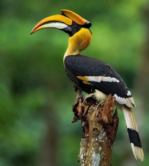 Great Hornbill, Nature Photography Animals, Indian Animals, Toucan Art, Pelican Art, Watercolor Paintings Of Animals, Tropical Animals, Painting Templates, Funny Birds