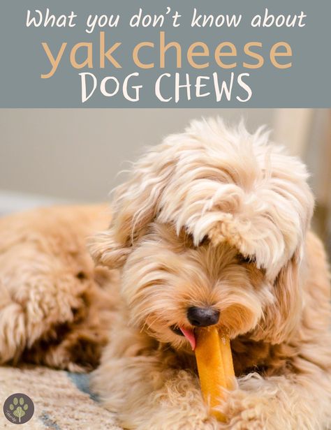 I learned so much about yak cheese dog chews! I'm tempted to try one myself ;) #goldendoodle #dogchew #naturaldogtreat #yakcheese #doghealth Yak Chew Recipe, How To Stop Dogs From Chewing Everything, Dog Training Ideas, Stop Dog Chewing Everything, Yak Dog Chews, Dog Marketing, Goldendoodle Grooming, Natural Dog Chews, Tough Chewer Dog Toys