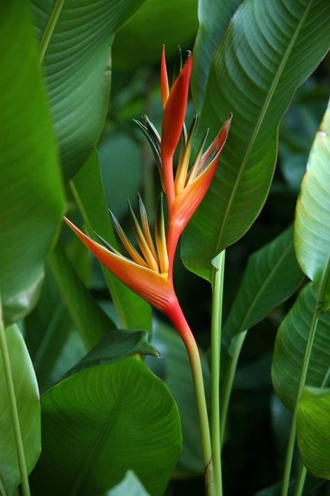 Amazonian Plants, Heliconia Garden, Heliconia Psittacorum, Heliconia Plant, Heliconia Flower, Birds Of Paradise Plant, Hawaiian Plants, Jungle Flowers, Birds Of Paradise Flower