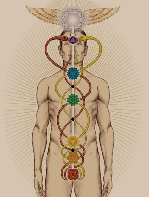 Serpents of the Kundalini Arte Yoga, The Seven Chakras, Chakra Art, Pineal Gland, Seven Chakras, Les Chakras, Kundalini Yoga, Chakra Meditation, 7 Chakras