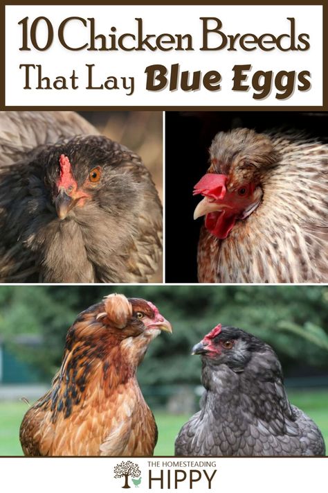 Chickens don’t just lay white or brown eggs. Some breeds lay marvelous blue eggs! You can learn more about these breeds right here. #chickens #homesteading Colored Egg Layers Chicken Breeds, Blue Egg Laying Chickens, Chickens That Lay Blue Eggs, Chicken Breeds And Egg Color, Chicken Egg Colors And Breeds, Leghorn Chicken Eggs, Cinnamon Queen Chicken, White Chicken Breeds, Blue Chicken Eggs