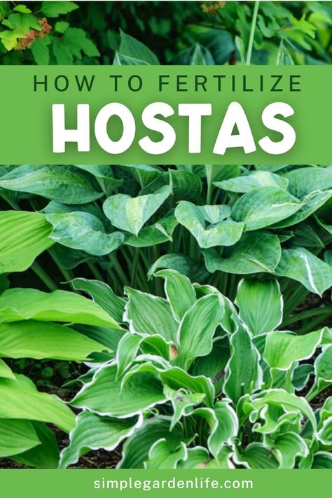 Hosta Care, Shade Loving Perennials, Hosta Gardens, Hosta Plants, Hydrangea Care, Fertilizer For Plants, Garden Help, Staying Healthy, Yard Work