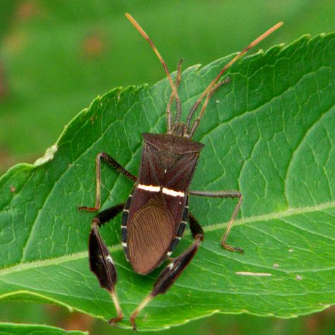 Leaf-footed Bug - Leptoglossus phyllopus Weird Bugs, Leaf Footed Bug, Cool Bugs, Beautiful Bugs, Arthropods, Lizards, Spiders, Beautiful Butterflies, Amazing Nature