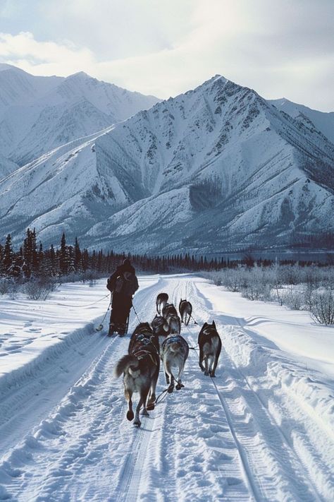 Embark on a Dog Sledding Adventure in Alaska 🐕✨ Experience the thrill of dog sledding through Alaska's snowy landscapes. Enjoy the beauty of the Alaskan wilderness and feel the excitement of mushing your own team of sled dogs. 🌿❄️ #DogSledding #AlaskaAdventure #AdventureTravel Alaska In The Winter, Alaska Dog Sledding, Alaska Vision Board, Dogs In Winter, Dog Sledding Aesthetic, Anchorage Alaska Winter, Dog Sleds, Balto Movie, Dog Mushing