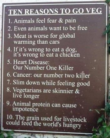 Becoming Vegetarian, Reasons To Be Vegan, Reasons To Go Vegan, 200 Calorie, Vegan Facts, How To Become Vegan, Vegetarian Life, Vegetarian Lifestyle, Vegan Quotes