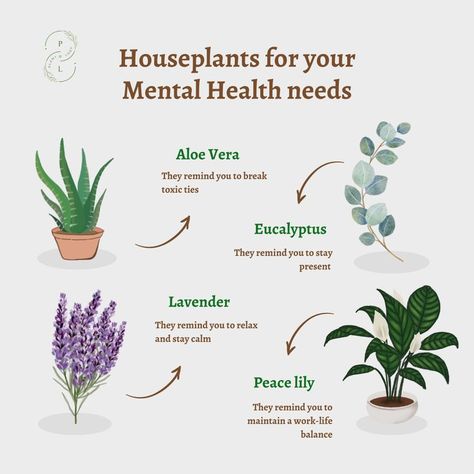 Plant Meanings, Plant Parenthood, Plant House, Plants Indoor, Peace Lily, Plant Aesthetic, Plant Health, House Plants Indoor, A Mirror