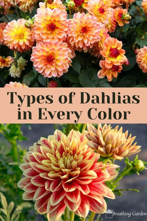 Dahlia Flower Types, Dahlia Flower Colors, Dahlia Types, Dahlia Colors, Types Of Dahlias, Daliah Flower, Dalia Flower, Dahlia Flower Garden, Dahlia Care