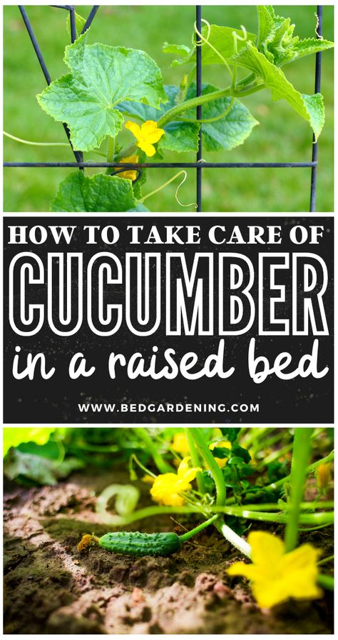 Cucumber Face Mask Diy, Trellis Squash, Raised Bed Diy, Trellis Raised Bed, Cucumber Plants, Raised Garden Beds Diy Vegetables, Cucumber Gardening, Make Smoothies, Cucumber Trellis