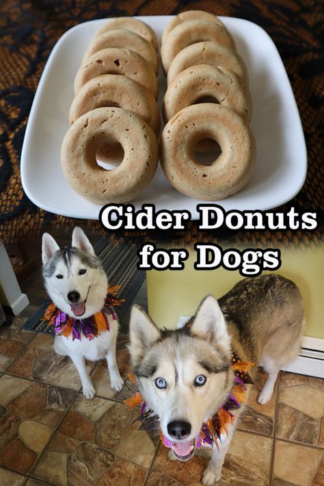 Cider Donuts For Dogs | Homemade Dog Treats Recipe - Gone to the Snow Dogs | Siberian Husky Love Donuts For Dogs, Dog Meals, Make Apple Cider, Cider Donuts Recipe, Apple Cider Donuts Recipe, Dog Treats Recipe, Pet Recipes, Treat Business, Homemade Pet Treats