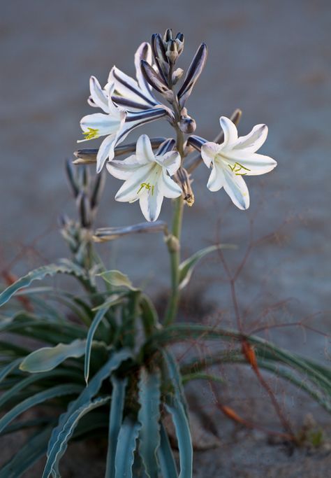 Desert lily (Hesperocallis undulata). - North America. Desert Lily, Lily Of The Nile Flower, Desert Flowers Aesthetic, Stargazing Lily, White Lily Photography, California Tattoo, Arizona House, Desert Flowers, Lily Plants