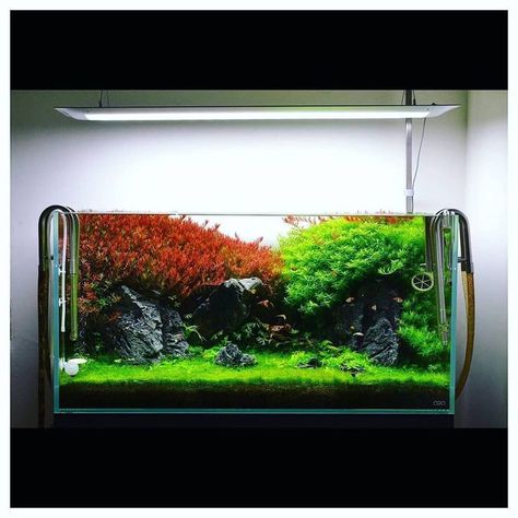 Shallow Aquarium, Nature Aquascape, Aquarium Layout, Aqua Scape, Axolotl Tank, Aqua Tank, Freshwater Aquarium Plants, Aquascape Design, Fish Tank Design