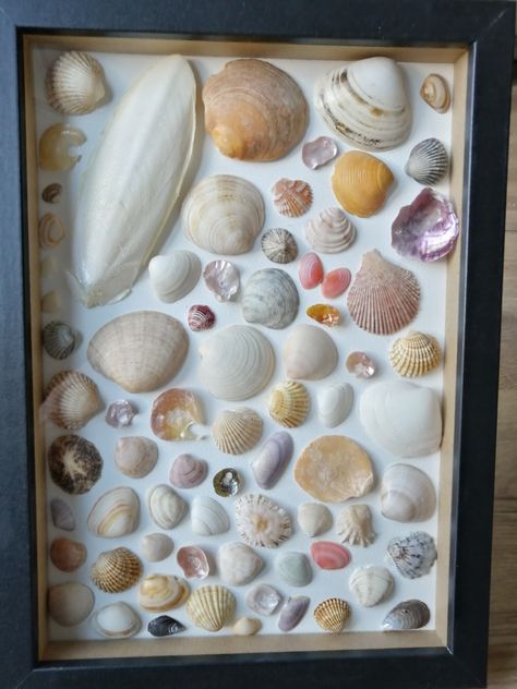 Framed seashells Glue For Shell Crafts, Shell Displays, Seashell Shadow Boxes, Shell Display, Vacation 2023, Shell Ideas, Seashell Projects, Vacation Photo, Sea Crafts