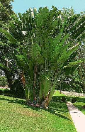 Giant White Bird of Paradise (Strelitzia nicolai) - full grown White Bird Of Paradise, Strelitzia Nicolai, Bird Of Paradise Plant, Tropical Garden Design, Paradise Garden, Backyard Entertaining, Landscape Design Plans, Room With Plants, Tropical Landscaping