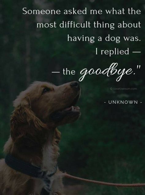 Losing A Pet Quotes, Pet Quotes Dog, Miss My Dog, Dog Poems, Pet Quotes, Dog Quotes Love, Dog Heaven, Dog Loss, Pet Remembrance