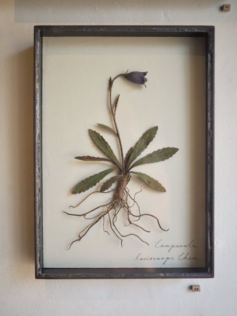 Wabi Sabi Concept, Pressed Flowers Frame, Dried Flowers Diy, Eco Crafts, Butterfly Plants, Paper Plants, Shadow Box Art, Botanical Tattoo, Diy Bottle Crafts