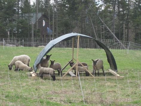 Yesterday afternoon I built my second new sheep shelter. I built one last Saturday afternoon also. These are portable shade structures for my sheep out on pasture from May through October. Though t… Sheep Shelter Ideas, Sheep Feeders, Pasture Shelter, Sheep Shelter, Babydoll Sheep, Sheep House, Sheep Pen, Livestock Shelter, Goat Shelter