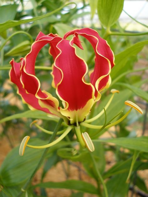 Gloriosa superba is a species of flowering plant in the family Colchicaceae. English language common names include flame lily, climbing lily, creeping lily, glory lily, gloriosa lily, tiger claw, and fire lily. Wikipedia Scientific name: Gloriosa superba Higher classification: Gloriosa Rank: Species Glory Lily, Flame Lily, Gloriosa Lily, Fire Lily, Lily Bulbs, Lily Flowers, Rare Flowers, Flowering Vines, Arte Floral