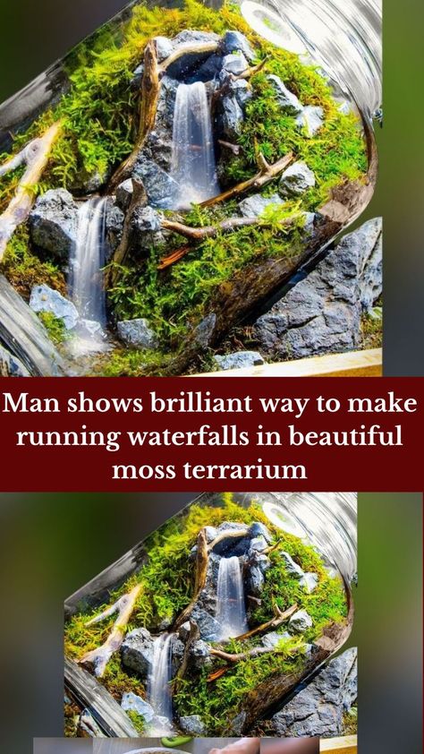 Man shows brilliant way to make running waterfalls in beautiful moss terrarium Terrarium Ideas Unique, Succulent Plants Indoor, Glass Jar Diy, Closed Terrarium Plants, Terrarium Scene, Wall Terrarium, Water Terrarium, Succulent Planting, Small Water Gardens