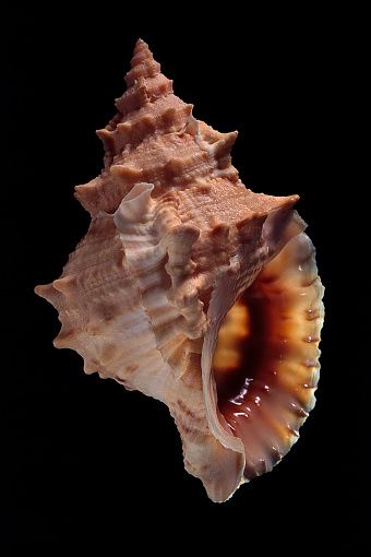 Shell Reference Photo, Sea Shell Photography, Seashells Photography, Geometry In Nature, Dog Motif, Seashell Painting, She Sells Seashells, Still Life Photos, Ghost In The Shell