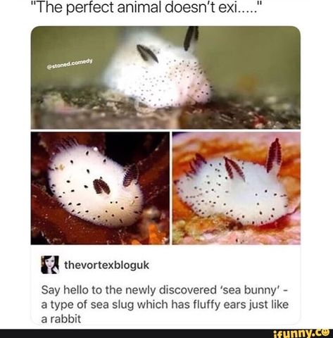 Sea Bunny Art, Animals Being Cute, Cute Creature Concept Art, Aphmau Videos, Sea Bunnies, Cute But Deadly, Sea Bunny, Cool Animals, Toy Breeds