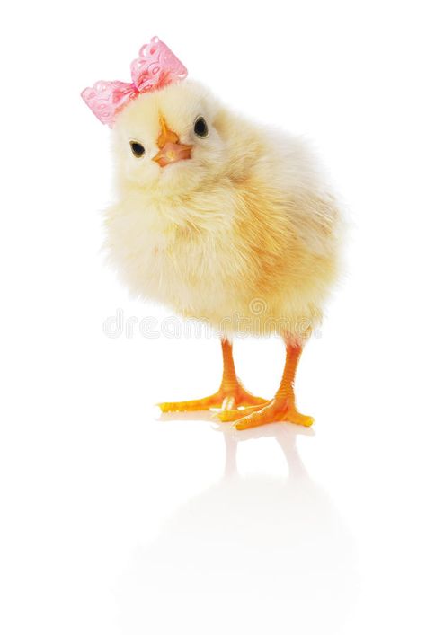 Chick with pink bow. Baby chick with pink bow is looking straight ahead. Isolate , #AD, #bow, #pink, #Chick, #Baby, #Isolated #ad Baby Chicks Photography, Pollo Animal, Chicken Images, Easter Photoshoot, Baby Chickens, Cute Chickens, Chickens And Roosters, Baby Ducks, Hens And Chicks