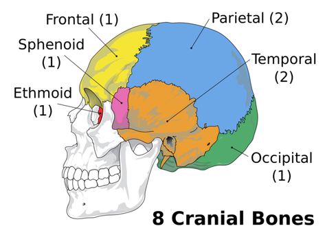 Bones Diagram, Cranial Bones, Human Skull Anatomy, Sphenoid Bone, Nursing School Problems, Biology Diagrams, Facial Bones, Skull Anatomy, Anatomy Bones