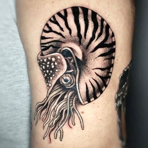 Chambered Nautilus Tattoo, Nautilus Tattoo, Nautilus, Blackwork, Tattoos